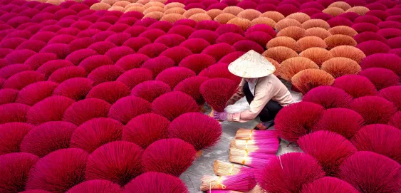 Champs de Fleures Hanoi Vietnam