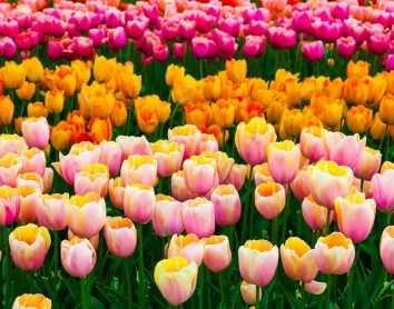 Jardin de Lisse Jardin de Lisse