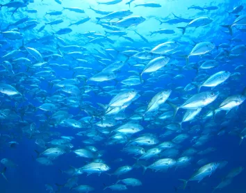 Plongée Poissons Bleu Océan