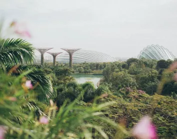 Jardins Singapour Arbres Natures Fleures Paysage